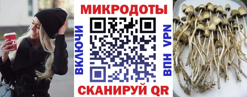 где купить наркоту  Ставрополь  Галлюциногенные грибы GOLDEN TEACHER 