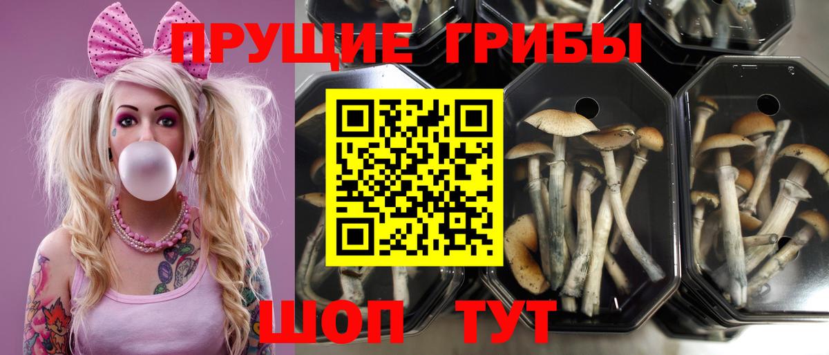 Псилоцибиновые грибы Cubensis Ставрополь